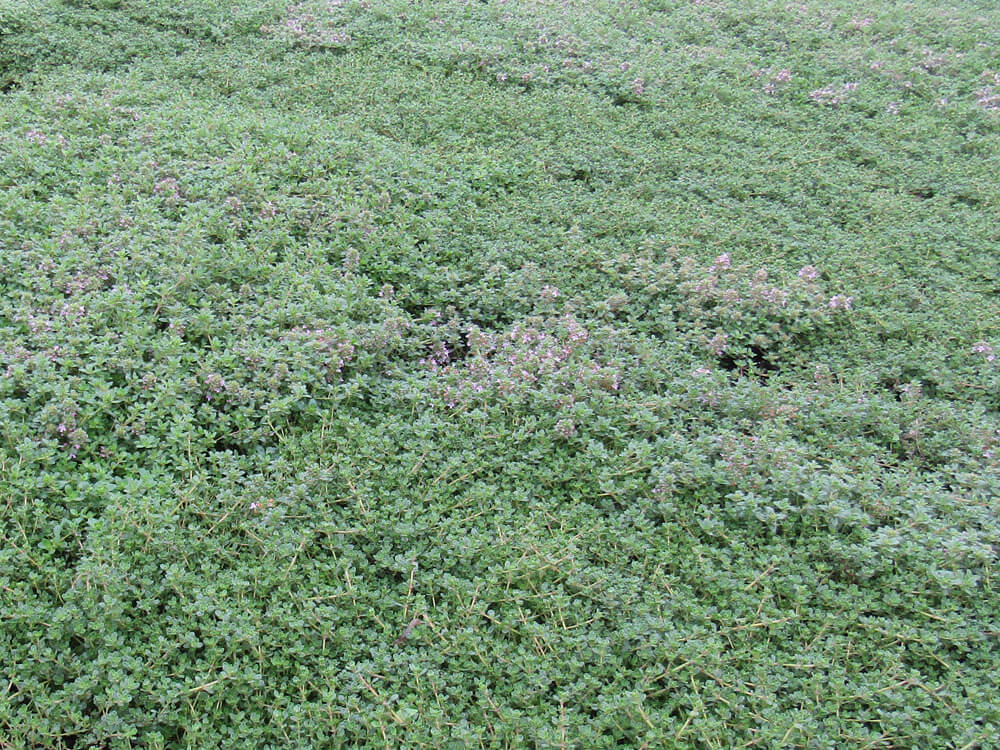 Thyme, Creeping Red