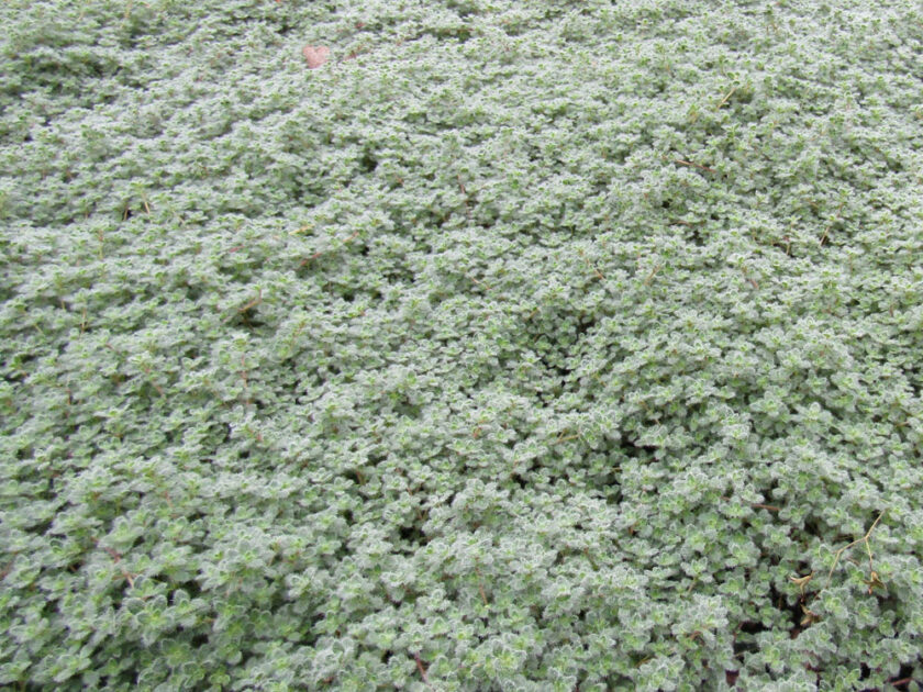 Thyme, Wooly Campbell's Nursery