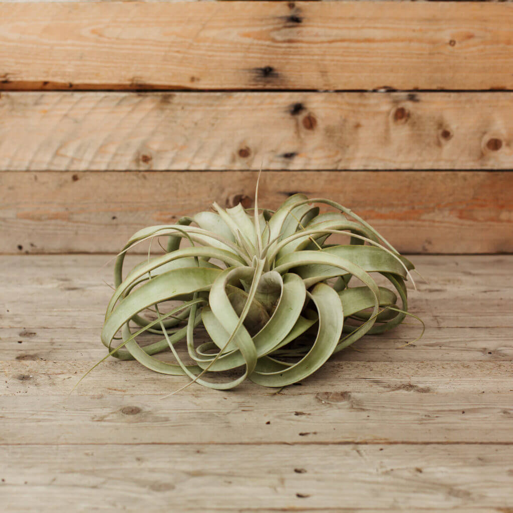 Air Plant, Xerographica