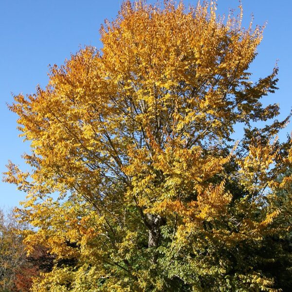 Elm, Triumph