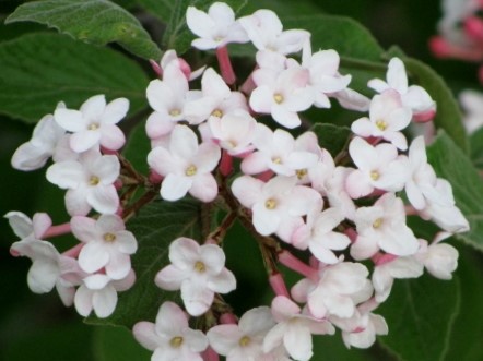 Viburnum, Spice Juddii