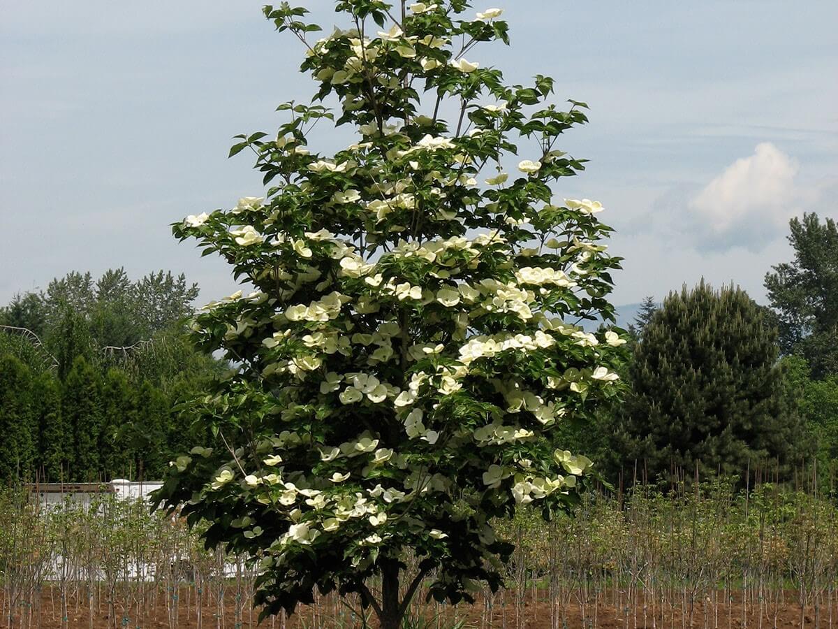 Dogwood, Rutgers Venus