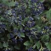 Viburnum, Arrowwood Blue Muffin - Image 2
