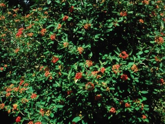 Viburnum, Leatherleaf Alleghany