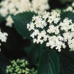 Viburnum, Arrowwood Autumn Jazz