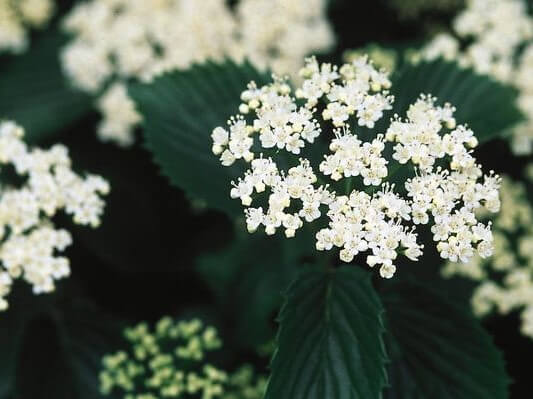 Viburnum, Arrowwood Autumn Jazz