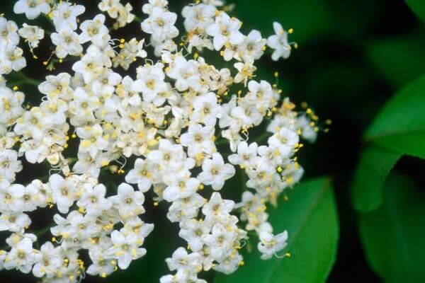 Viburnum, Blackhaw