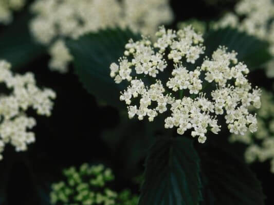 Viburnum, Arrowwood Chicago Lustre