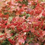 Viburnum,  Cranberrybush Compact European
