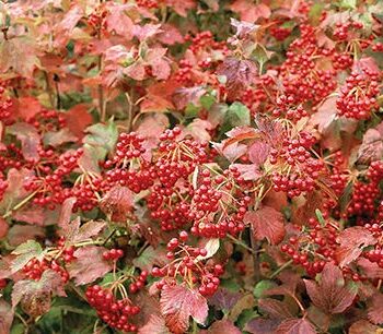 Viburnum,  Cranberrybush Compact European