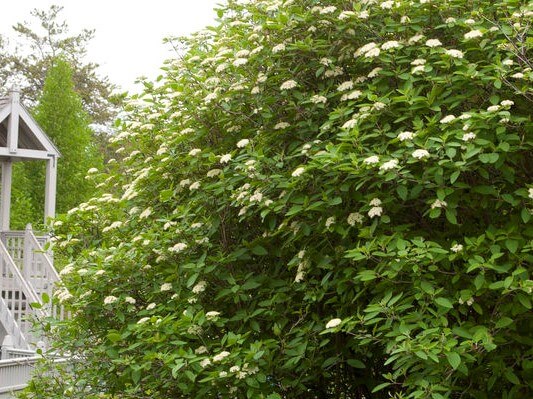 Viburnum, Leatherleaf Mohican