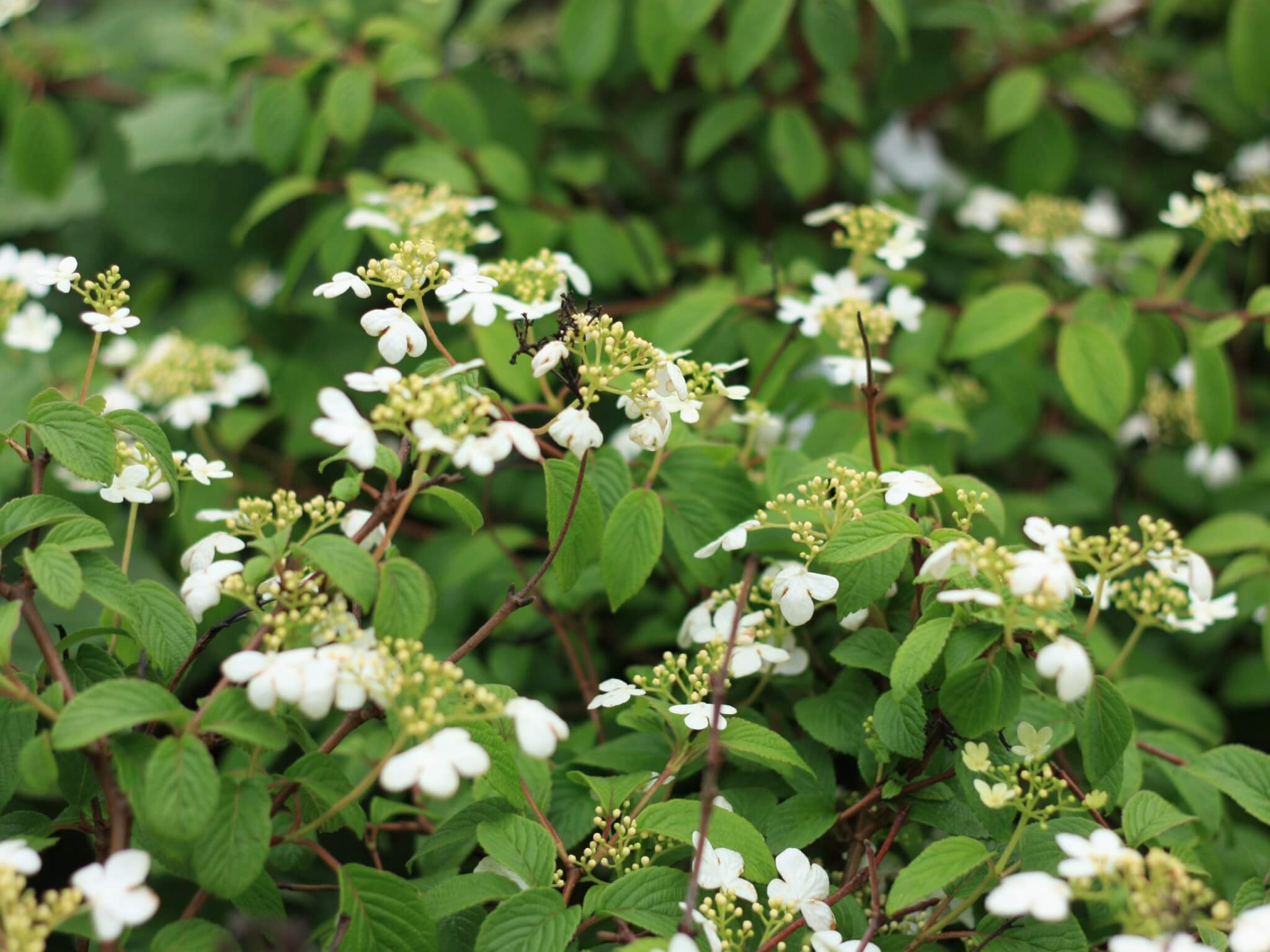 Viburnum, Summer Snowflake