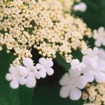 Viburnum, Cranberrybush Wentworth