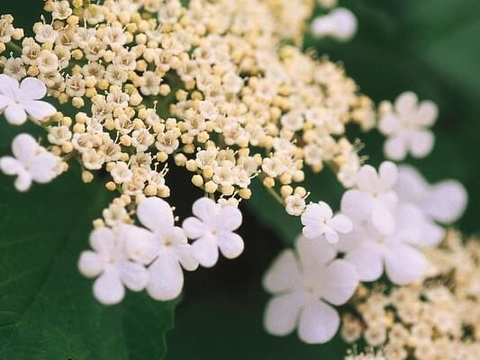 Viburnum, Cranberrybush Wentworth