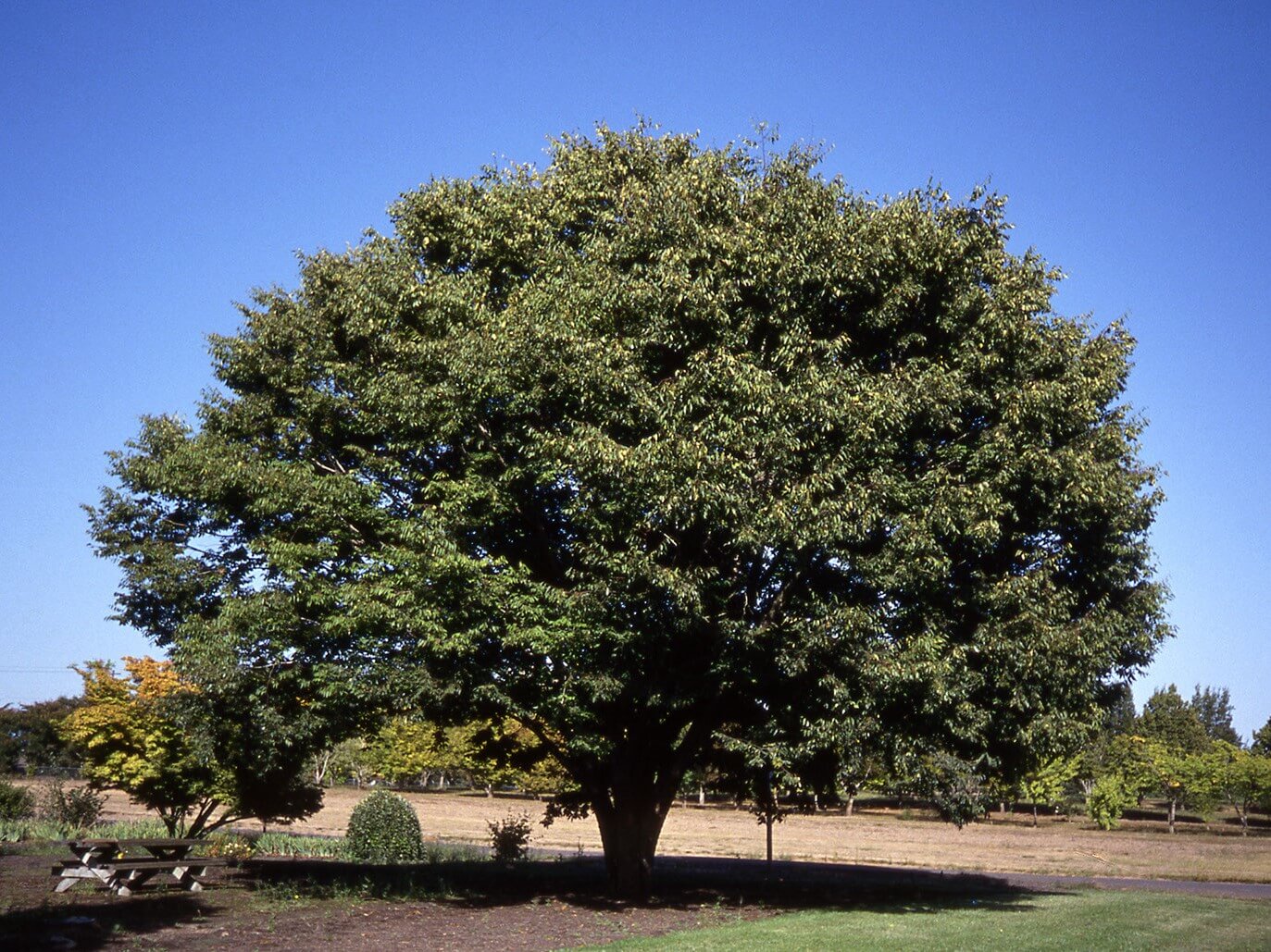 Zelkova, Village Green