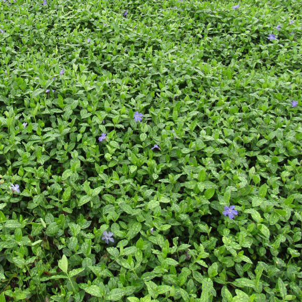 Vinca, Bowles
