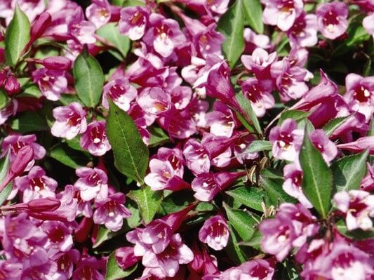 Weigela, Minuet