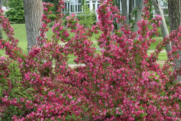 Weigela, Sonic Bloom Pink