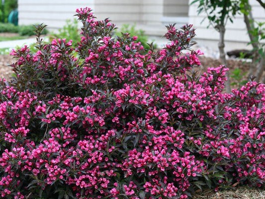 Weigela, Spilled Wine