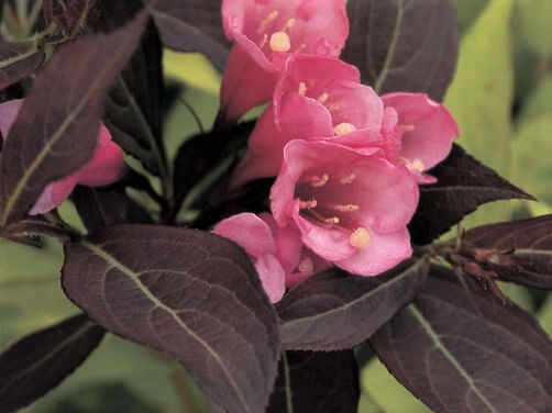 Weigela, Wine and Roses