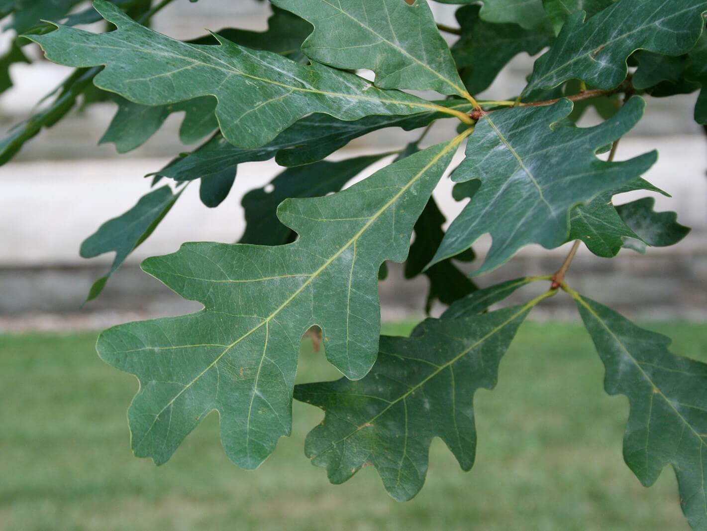 Oak, White