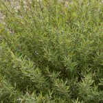 Willow, Arctic Blue