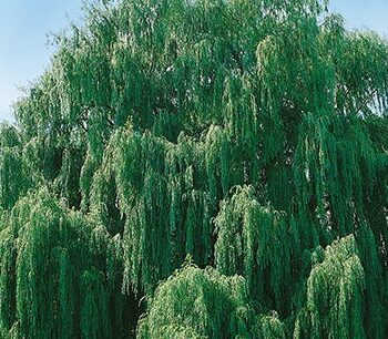 Willow, Weeping Niobe