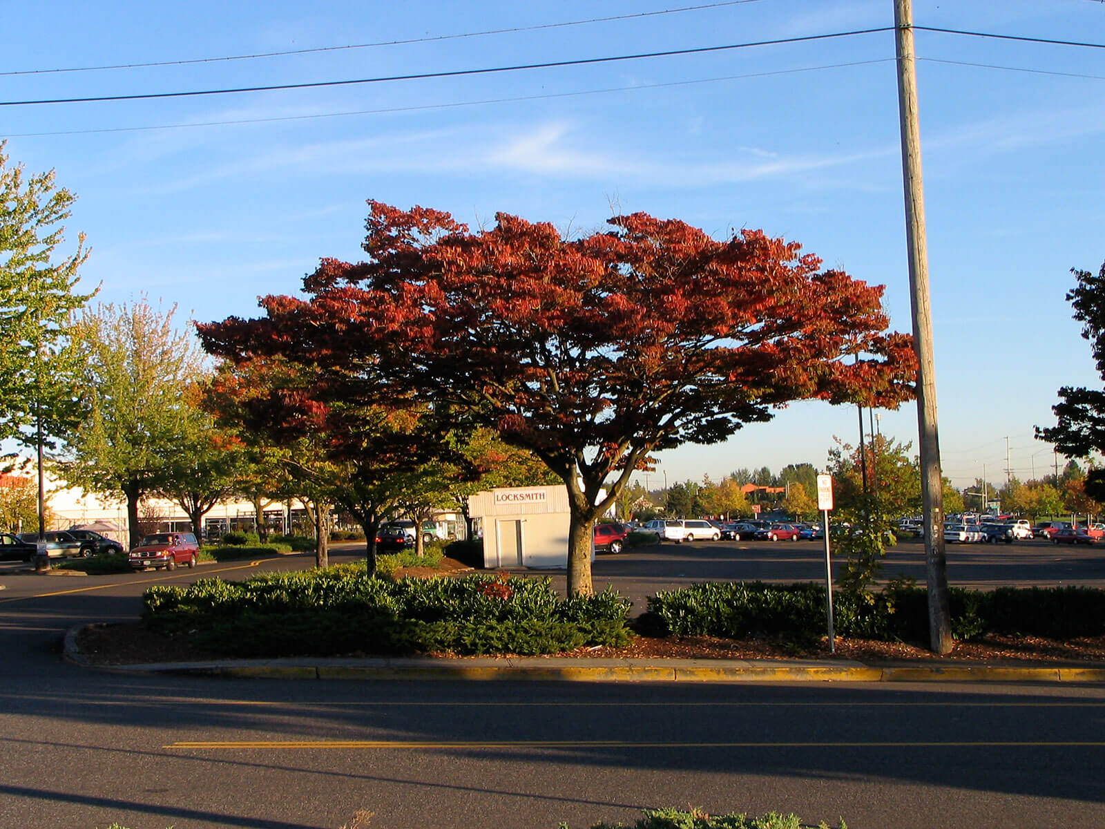 Zelkova, Wireless