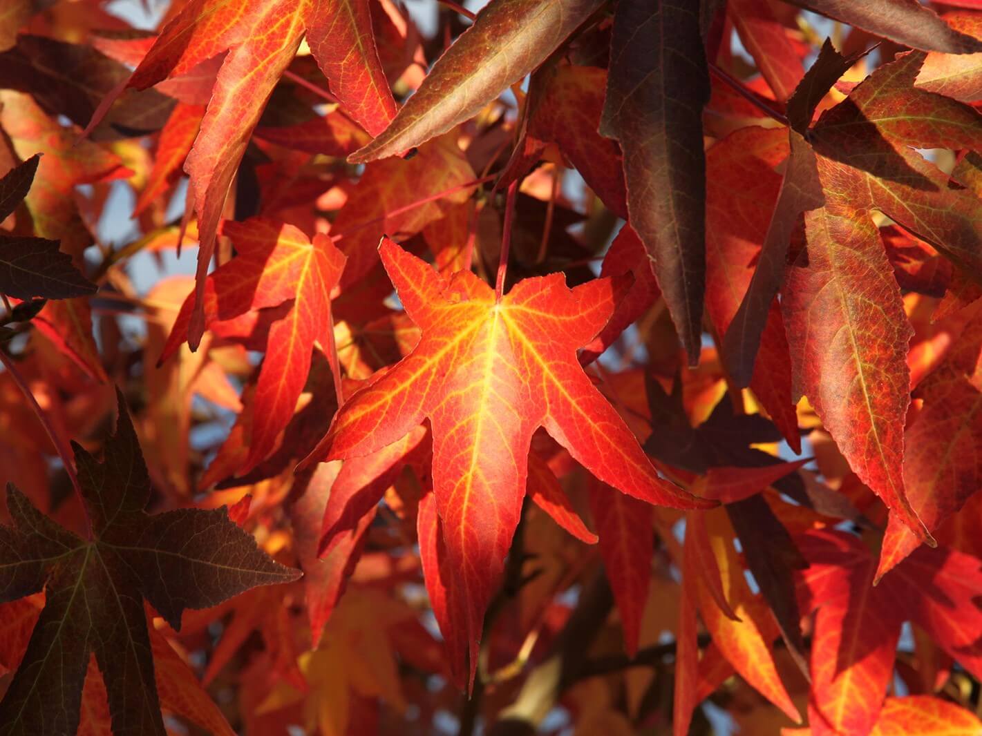 Sweetgum, Worplesdon