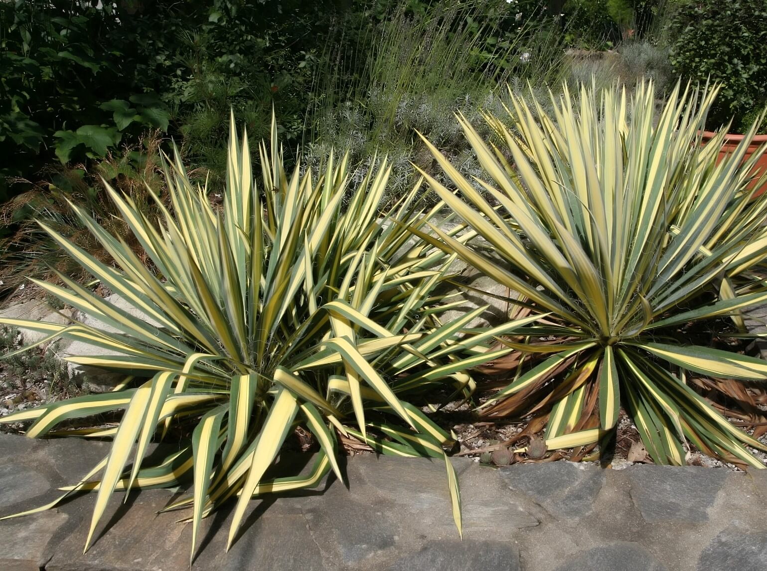 Yucca, Color Guard