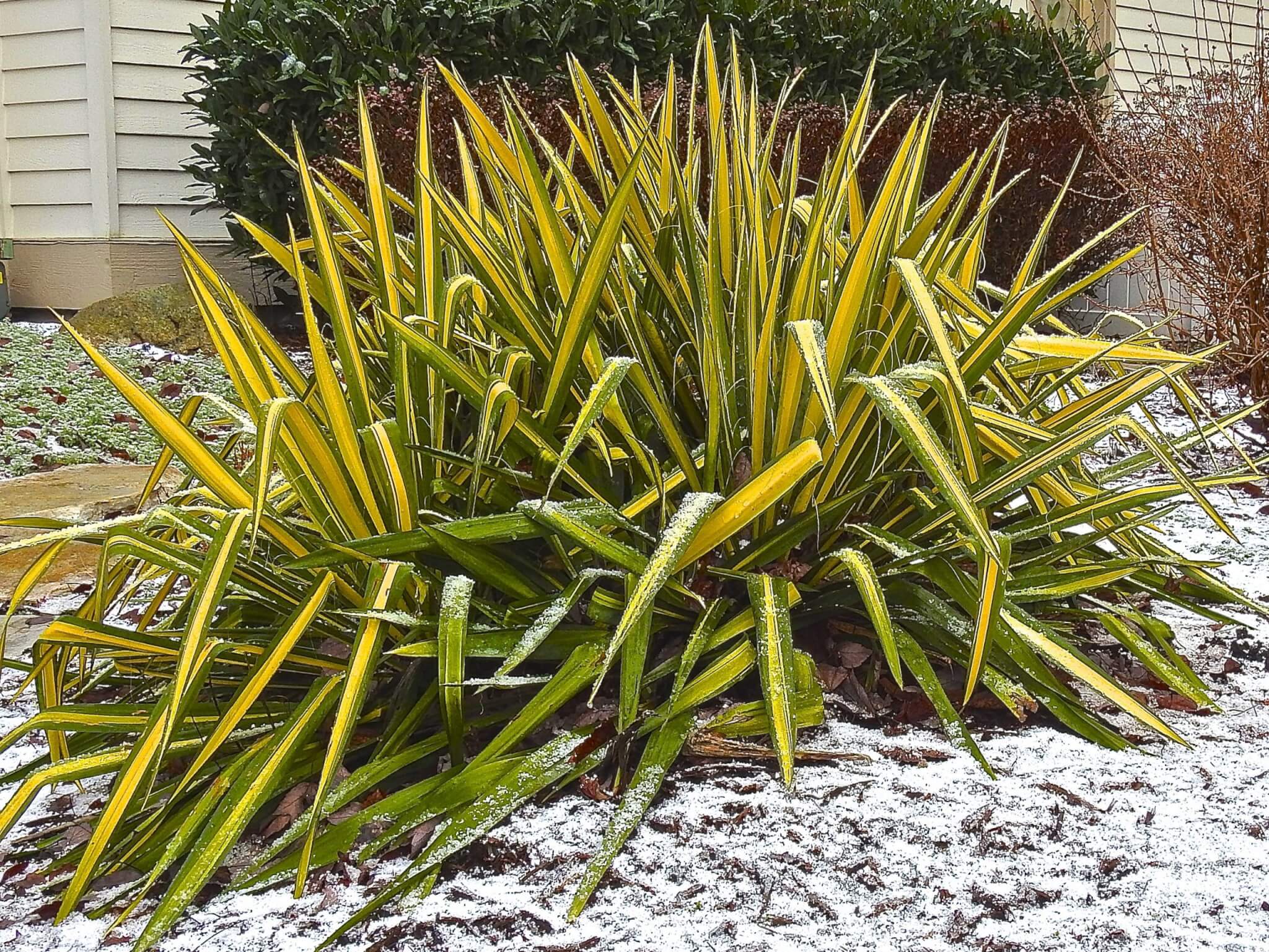 Yucca, Golden Sword