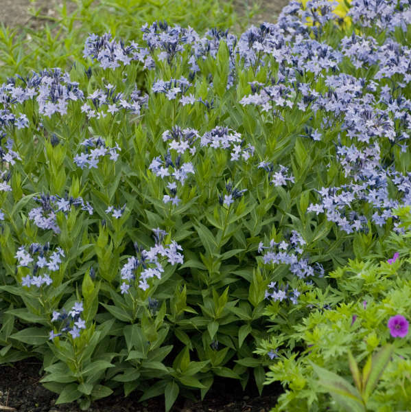 Amsonia, Blue Ice