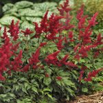 Astilbe, Fanal