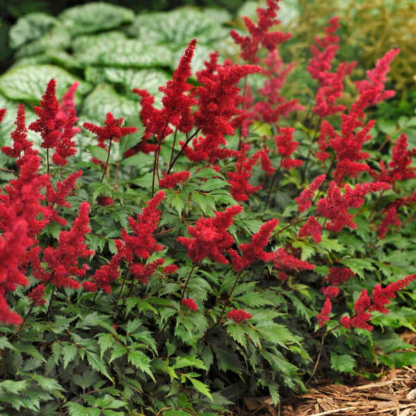 Astilbe, Fanal