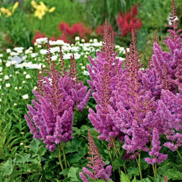 Astilbe, Visions