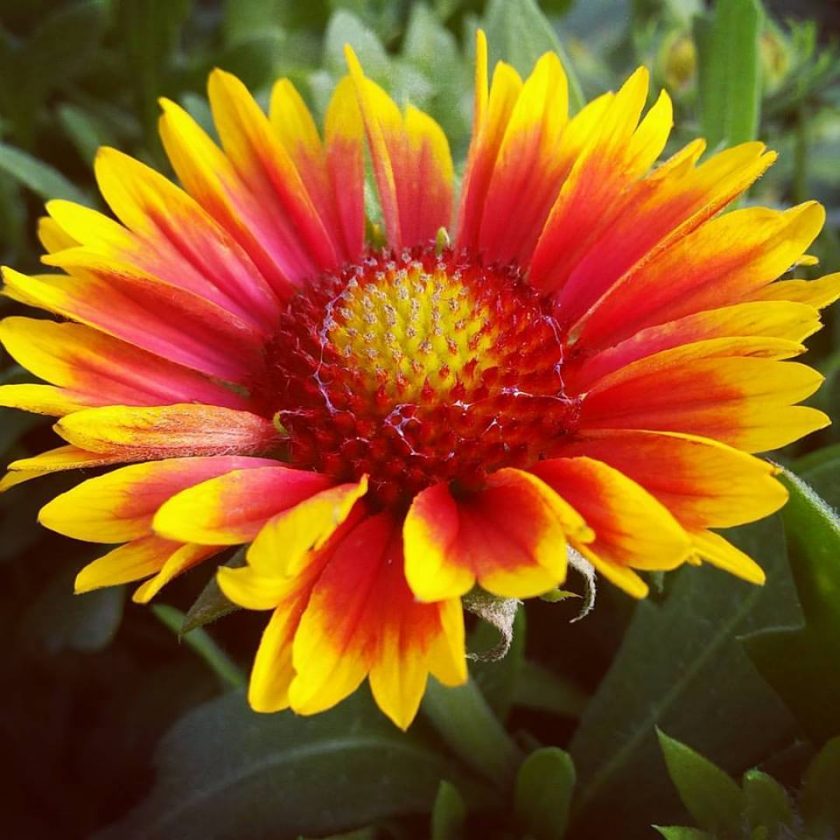 Gaillardia, Arizona Sun Campbell's Nursery