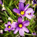 Blue-Eyed Grass, Lucerne