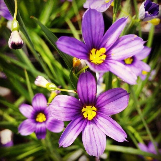 Blue-Eyed Grass, Lucerne