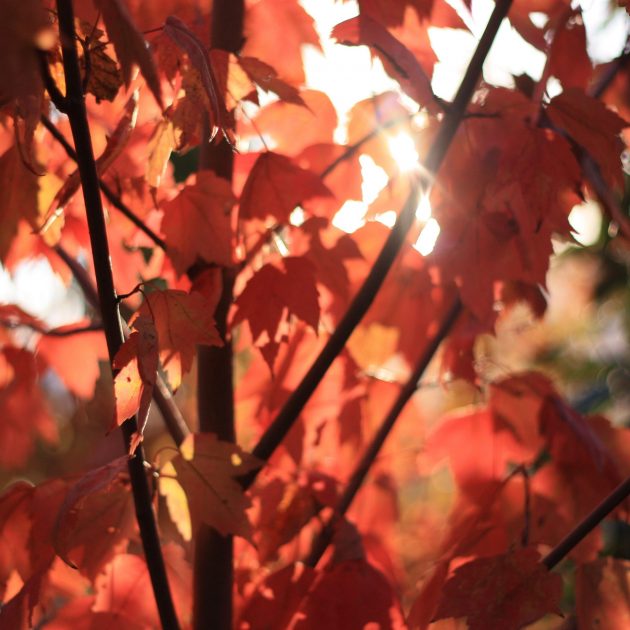 Shade Trees