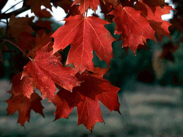 Maple, Sugar Bonfire