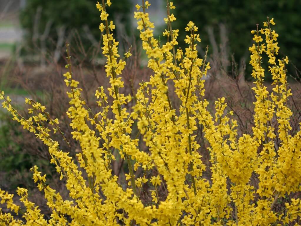 Forsythia, Show Off Starlet