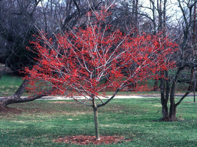 Hawthorn, Green Winter King