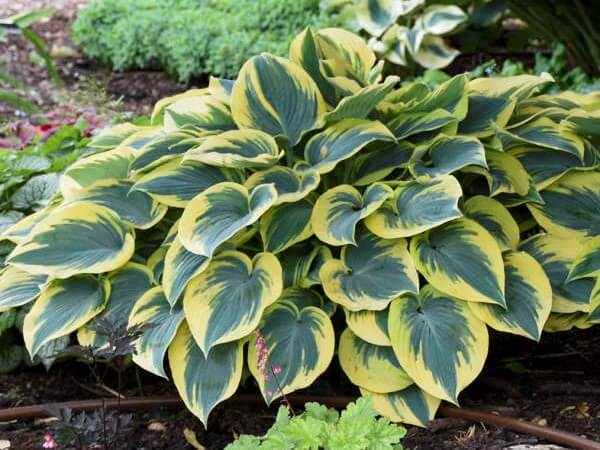 Hosta, First Frost