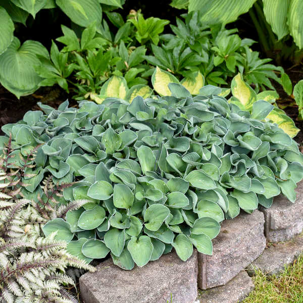 Hosta, Blue Mouse Ears