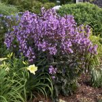 Penstemon, Midnight Masquerade