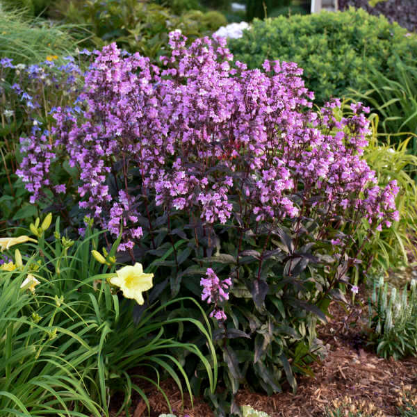 Penstemon, Midnight Masquerade