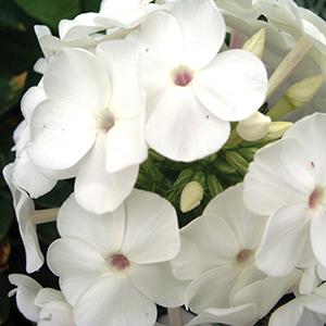 Phlox, David