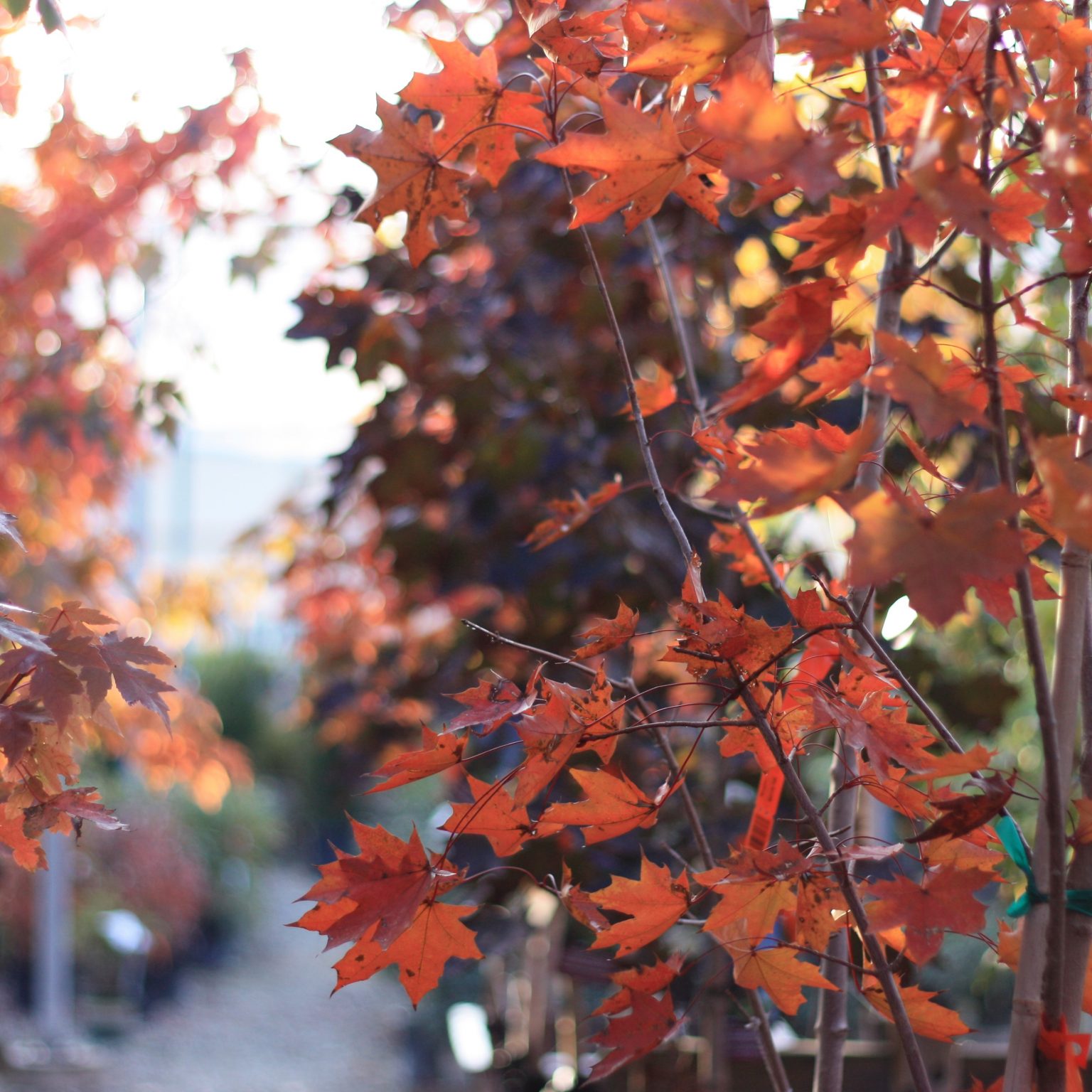 Shop Our Nursery Campbell's Nursery