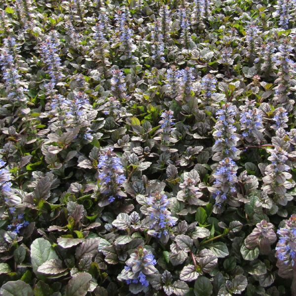 Ajuga, Bronze Beauty