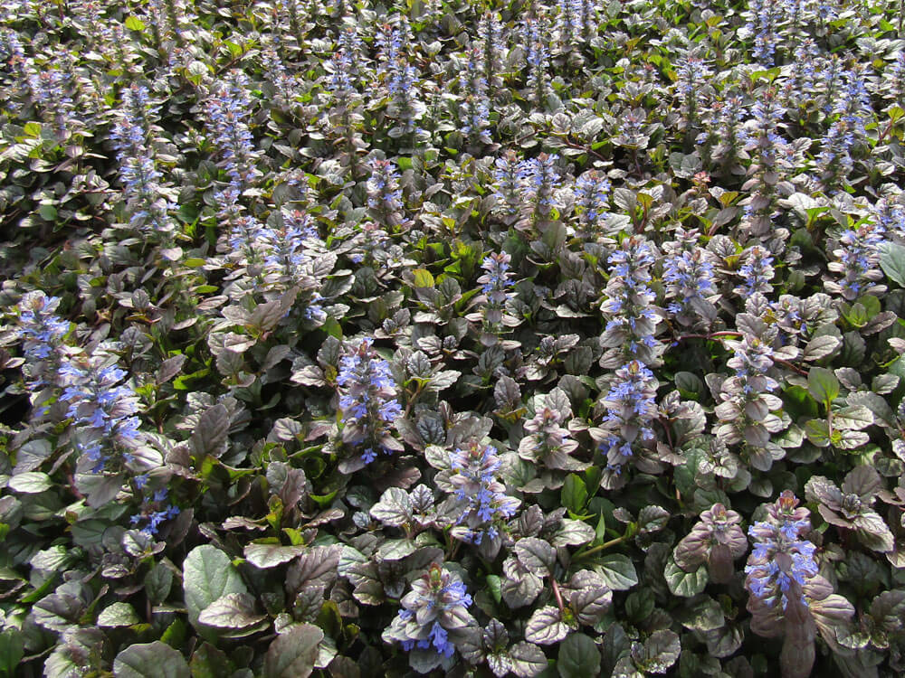 Ajuga, Bronze Beauty